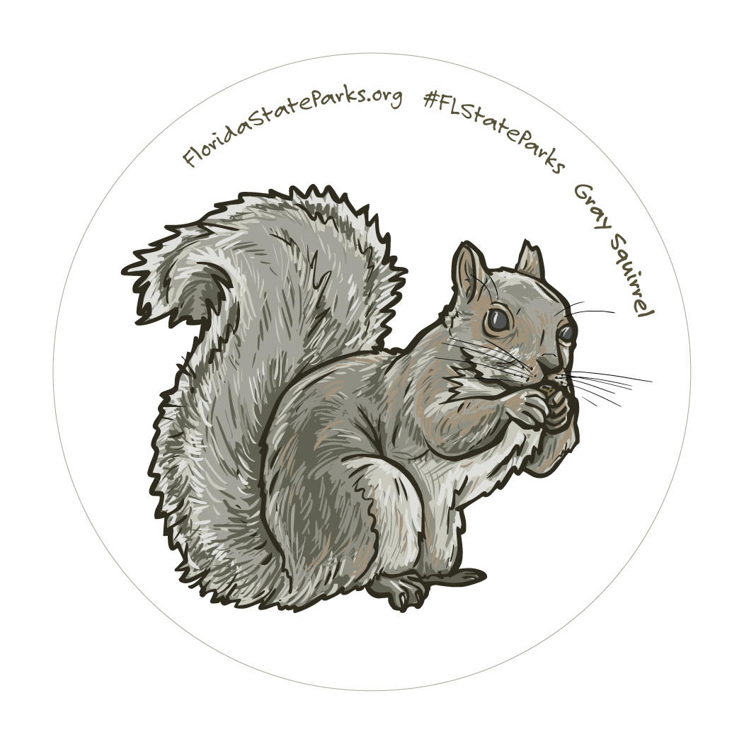 Eastern Gray Squirrel